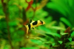 Single clown loach